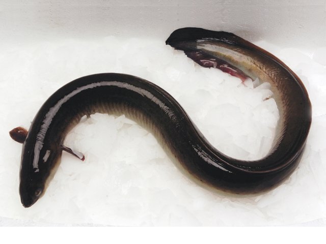 eels meet the eels rar files